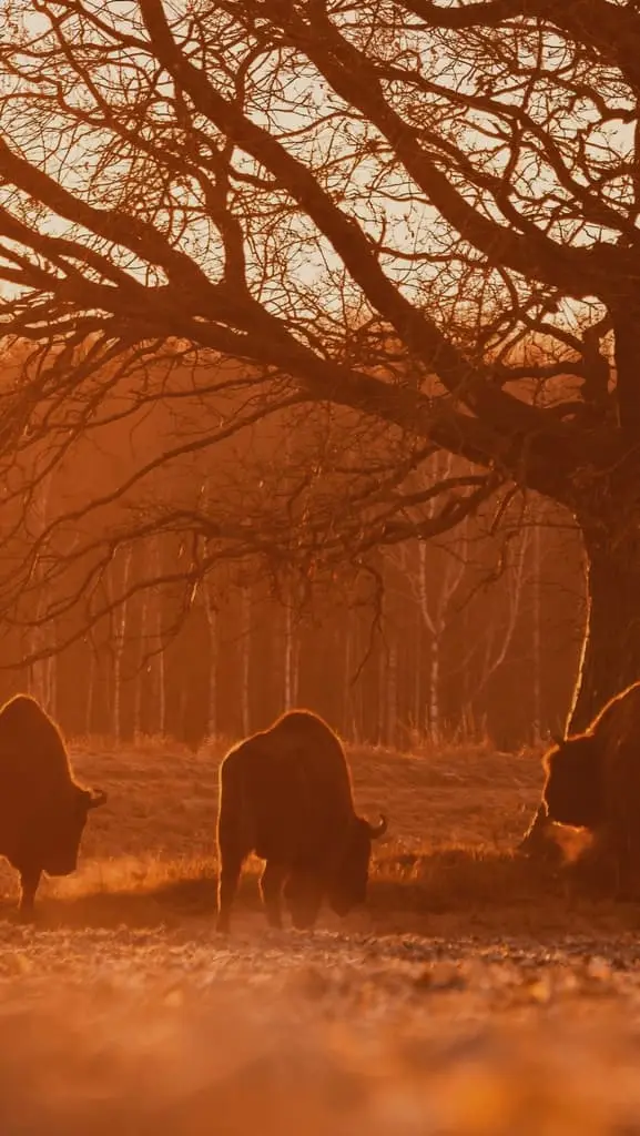 Safari at sunrise